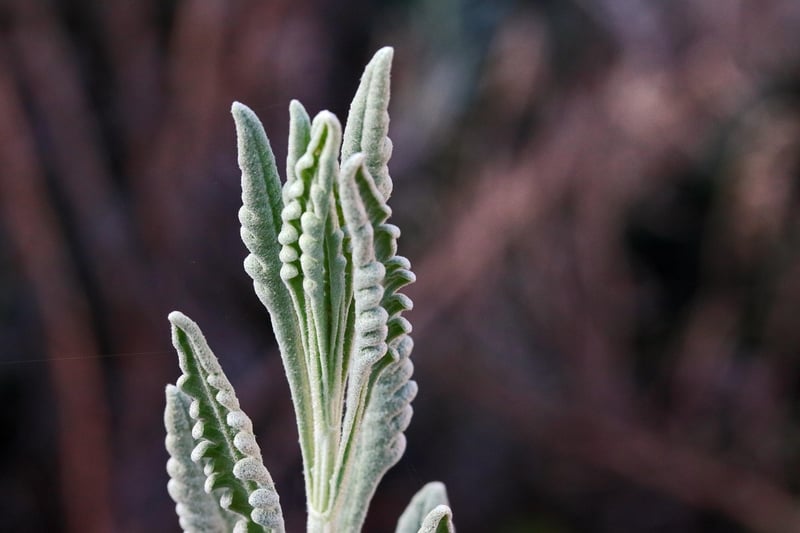 Herb garden design tips