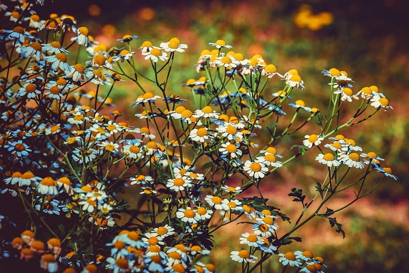 Medicinal herb varieties