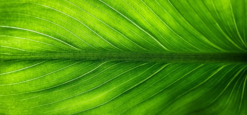 Healthy plant