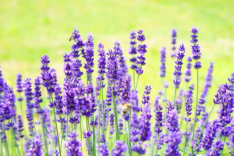 Lavender Flowers