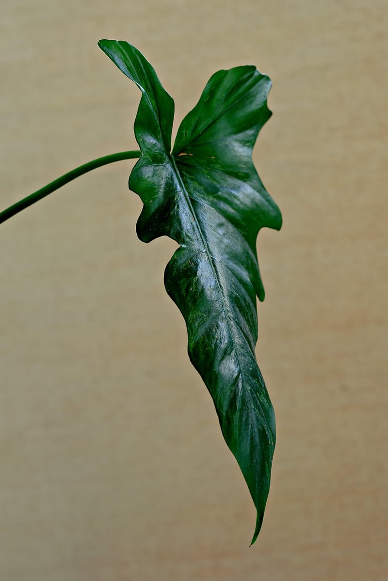Healthy Plants