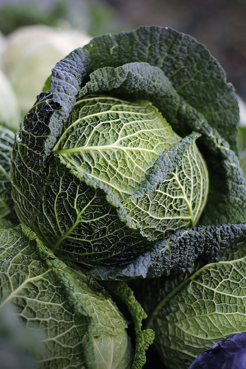 Urban Farming